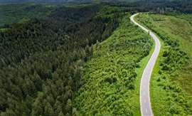 Road running through forest