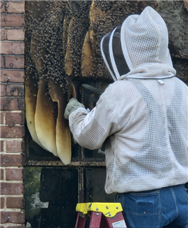 Bill Castro, head beekeeper at Bee Friendly Apiary, removing the wax honeycombs