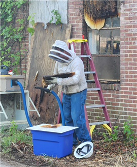 Bill Castro, head beekeeper at Bee Friendly Apiary, removing the wax honeycombs