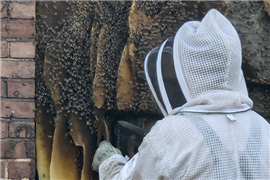 30,000 bees removed from demolition site