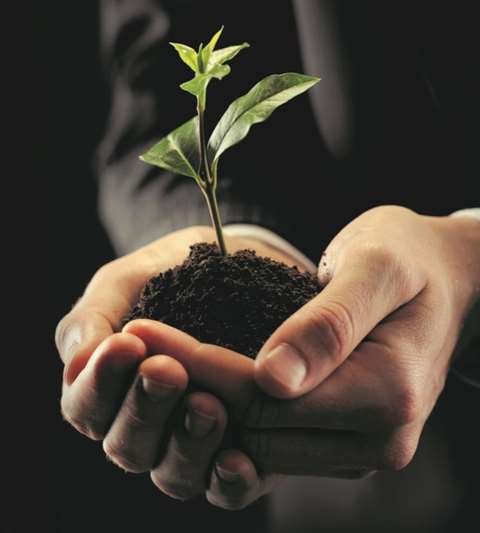 Small tree held in someone's hands